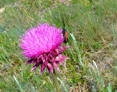 Прикрепленное изображение: 222DSCF1377.jpg